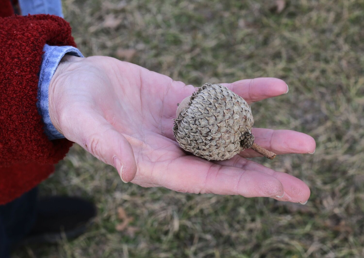 The size of the bur oak acorn should make it a collectible item for preserve visitors.